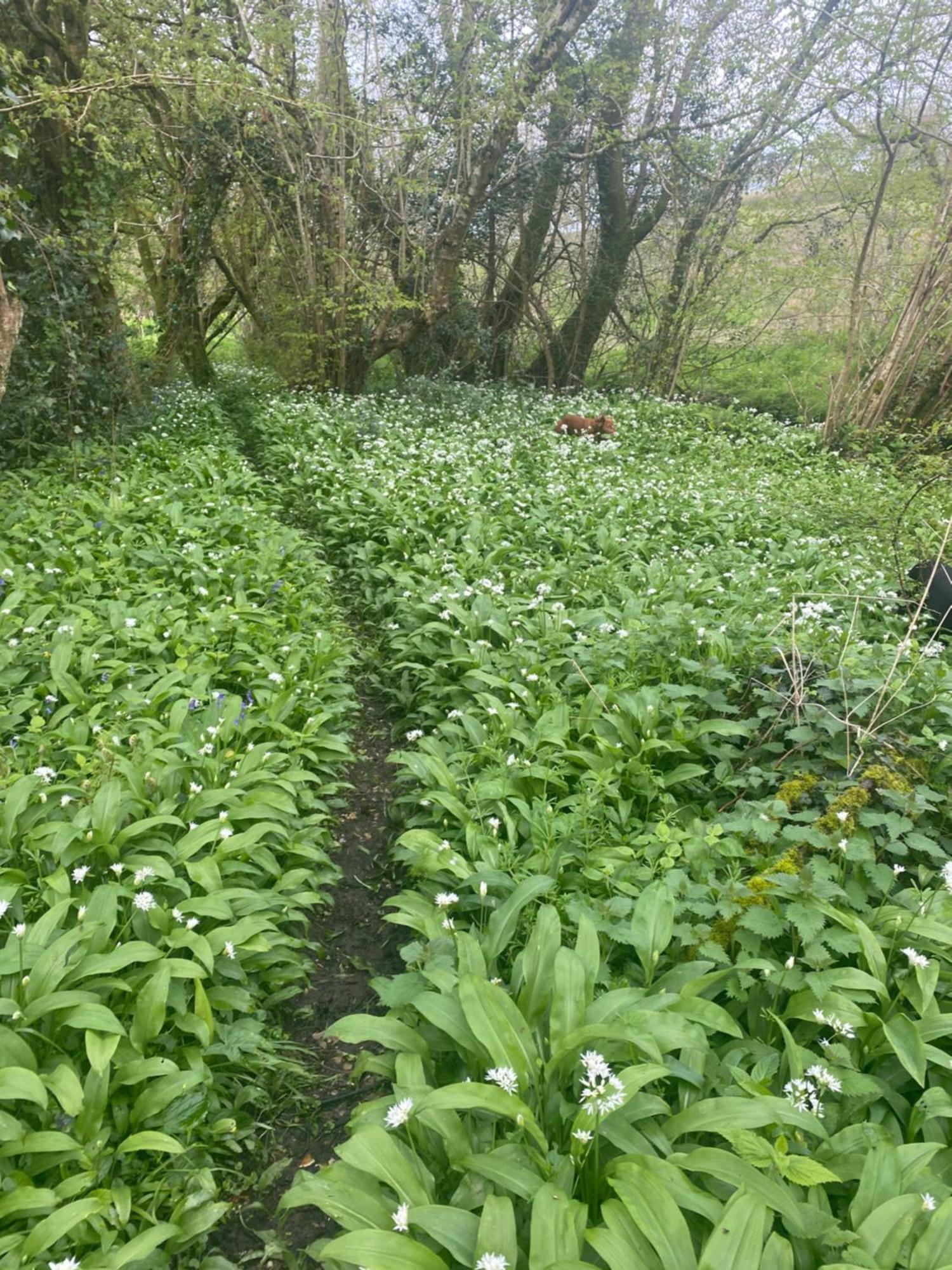 בימינסטר Lower Farm Cottage מראה חיצוני תמונה